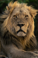 Close-up of male lion mane and head