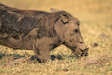 Close-up of male common warthog kneeling down