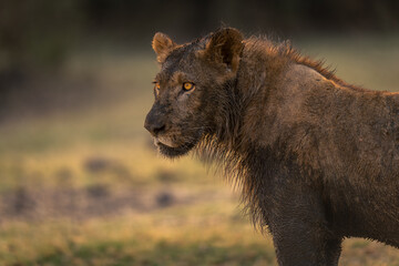Close-up of muddy young male lion standing