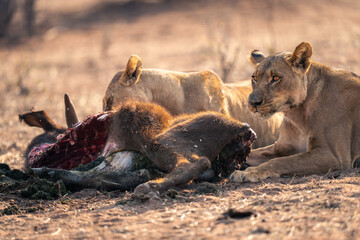 Close-up of two lionesses lying by carcase
