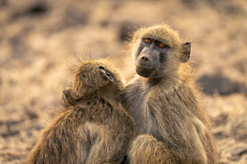 Close-up of two chacma baboons sitting together