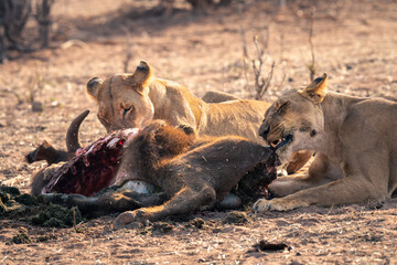 Close-up of two lionesses eating buffalo carcase