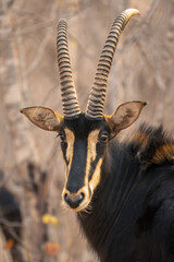 Close-up of male sable antelope watching camera