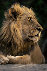 Close-up of male lion lying looking right