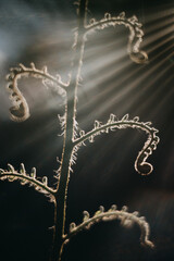 Fern in the Ray