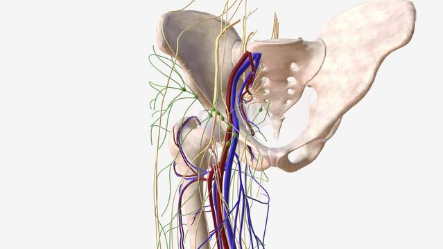 Nerve and lymph nodes in the pelvic region .