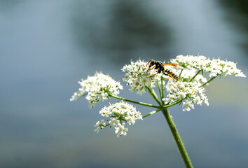 bee on a flower