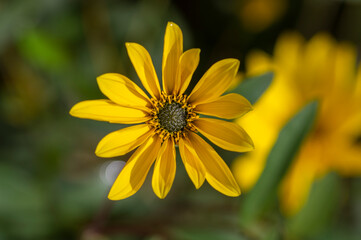 Helianthus tuberosus sunroot topinambur yellow flowering plant, beautiful Jerusalem artichoke sunchoke wild sunflower petals