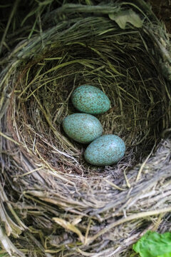 Amselnest mit Eiern