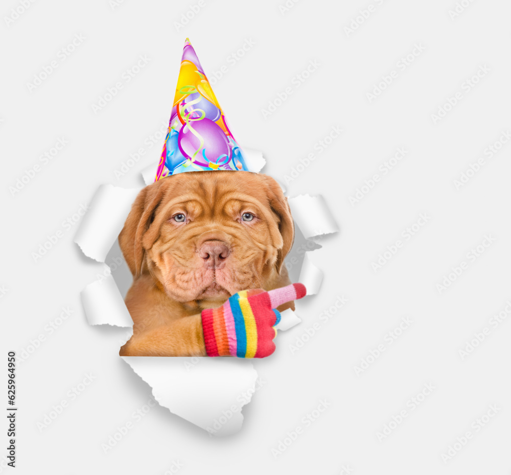 Poster serious mastiff puppy wearing party cap looking through the hole in white paper and points away on e