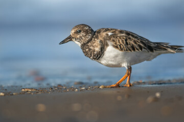 Ruddy Turnstone sucht am Strand nach Nahrung