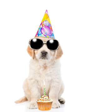 Golden retriever puppy wearing sunglasses and party cap sits with birthday cupcake with burning candle. isolated on white background