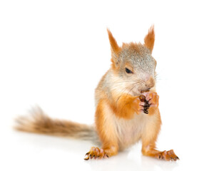 Young red squirrel eating pine nuts. Isolated on white background