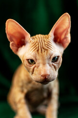 Sphynx kitten posing on green velvet background with studio light