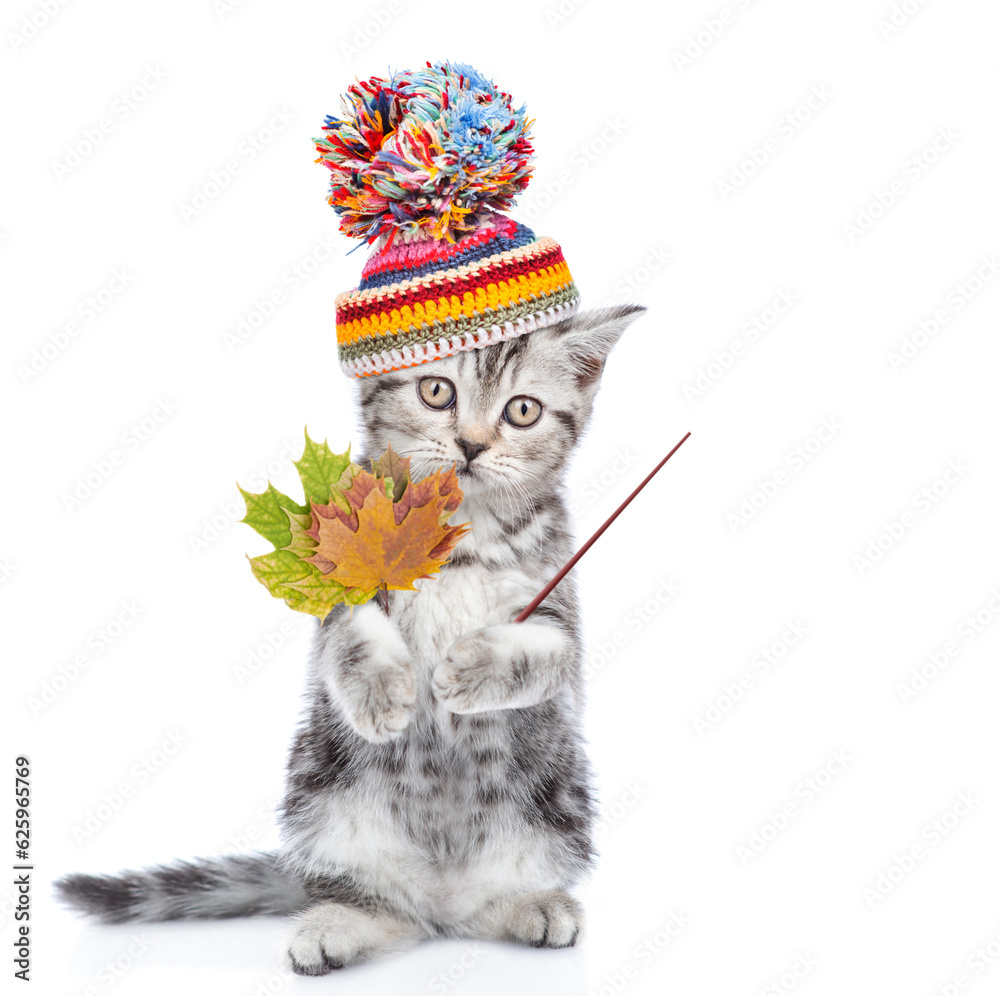 Poster cute kitten wearing a warm hat points away on empty space. isolated on white background