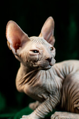 Sphynx kitten posing on green velvet background with studio light