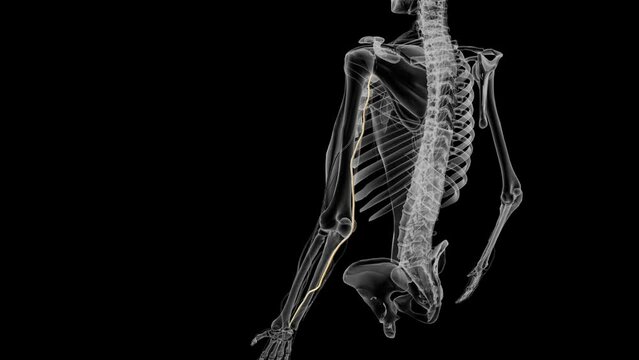 The ulnar nerve is one of the three main nerves in your arm .