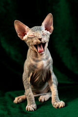 Sphynx kitten posing on green velvet background with studio light