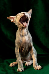 Sphynx kitten posing on green velvet background with studio light