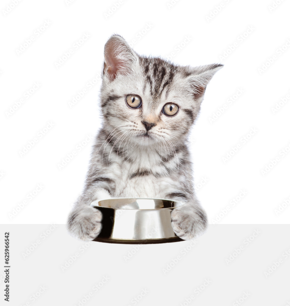 Poster Cat holding empty bowl and looking above empty white banner. isolated on white background