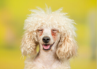 Portrait of a smiling poodle puppy at autumn park