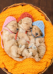 Three tiny cozy newborn Toy Poodle puppies wearing tiny hats sleep inside basket. Top down view