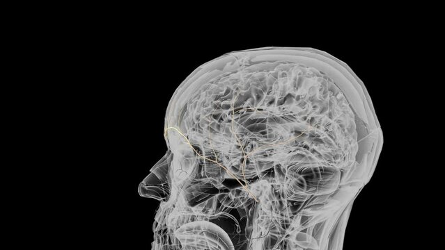 Temporal branch of facial nerve .