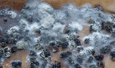 White mold on spoiled food. The mulberries are moldy. Bad food background.