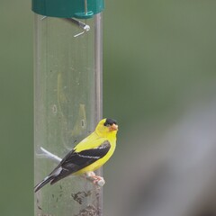 goldfinch