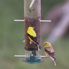 goldfinch couple on the feeder