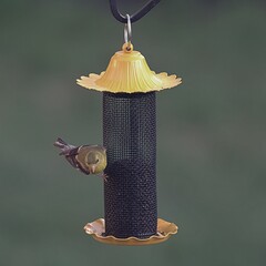 female goldfinch on a feeder