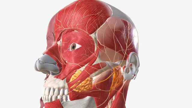 The facial nerve is the 7th cranial nerve and carries nerve fibers that control facial movement and expression .