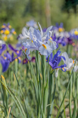 Light blue Dutch iris (Iris x hollandica).