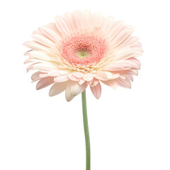 Watercolor pastel pink gerbera daisy flower isolation on transparent background  - obrazy, fototapety, plakaty