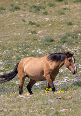 Obraz premium Wild Horse in Summer in the Pryor Mountains Montana