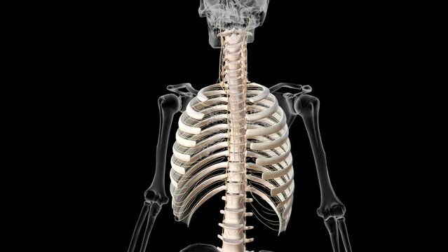 Nerves are like cables that carry electrical impulses between .