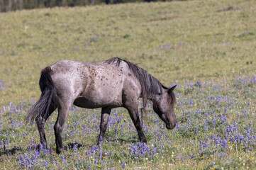 Wild Horse in Summer in the Pryor Mountains Montana