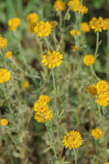 Fototapeta premium The golden marguerite (Cota tinctoria).