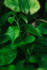 leaves in the garden