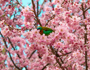 blossom
