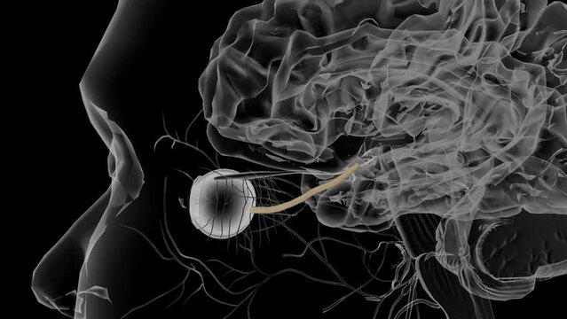 Cranial nerve II, the optic nerve, controls the special sense of vision .