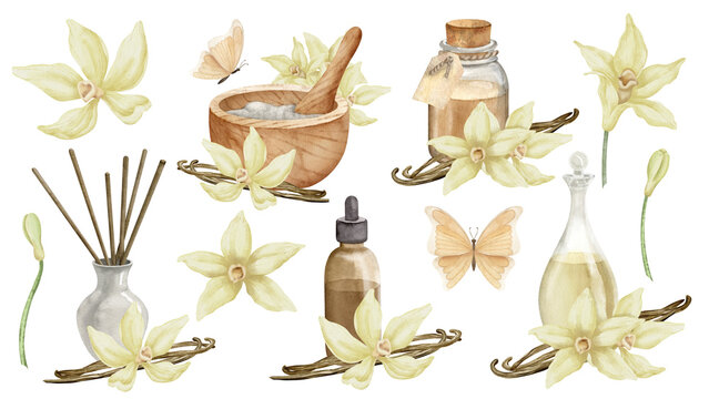 Vanilla Essential Oil with flowers and sticks. Hand drawn watercolor set of illustrations of bottles with ingredients for aroma therapy on white isolated background. Retro flacons for cosmetic flavor.