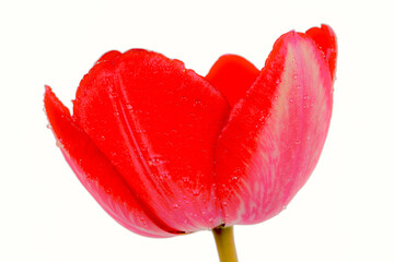 Isolated red tulip flower shot in studio - Powered by Adobe