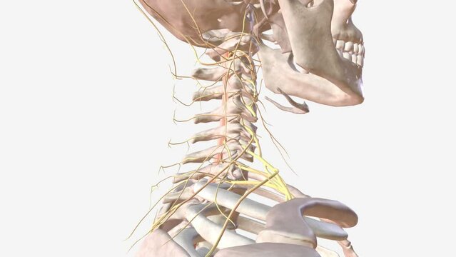 Spinal cord and nervous system .
