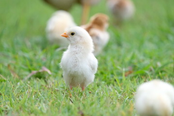 A baby white chick on green grass, a cute little chick in a field