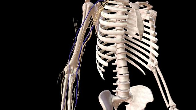 Cutaneous Nerves and Upper Limp Fascia .