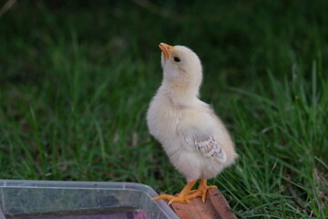 A baby white chick on green grass, a cute little chick in a field