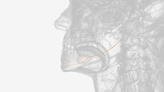 Mandibular branch of facial nerve .