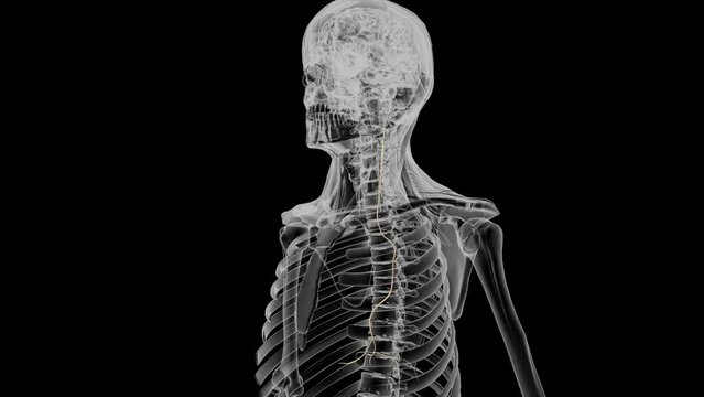 The vagus nerve, also known as the vagal nerves, are the main nerves of your parasympathetic nervous system .