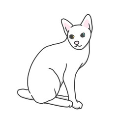 white cat looking